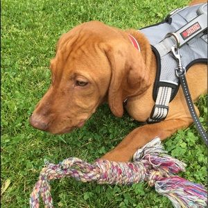 Meet your Posher, Dakota